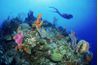 Les eaux au large de la côte du Pacifique constituent un véritable trésor pour les plongeurs.
