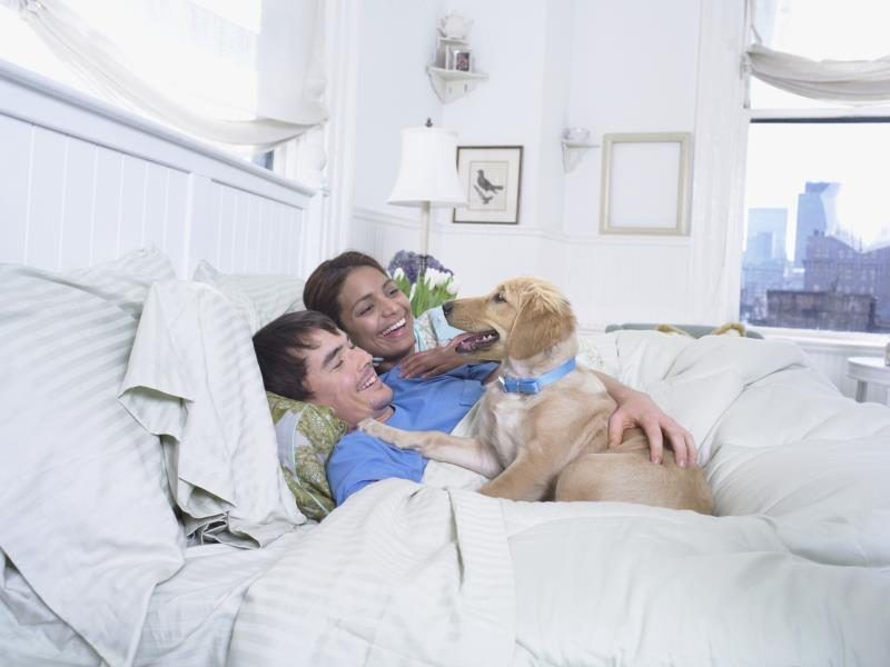 Jeune couple pose dans le lit tout en caressant Labrador Retriever.