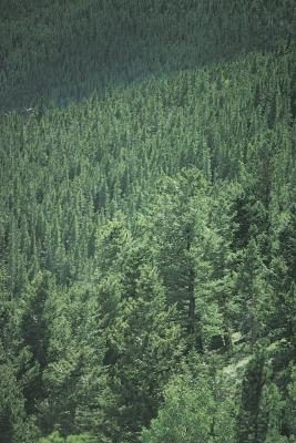 Hunter vert est la couleur d'une forêt de pins profonde.