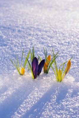 Fleurs furtivement à travers la neige apporter promesse pour le printemps.