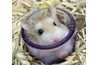 Modification d'un hamster's Sleep Cycle