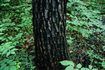 Les crêtes écailleuses sur les arbres de chêne blackjack ont ​​une texture lisse et brillante.