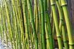 La croissance d'une clôture de bambou