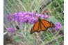 Monarch polliniser les pétales de fleurs en grappe d'un buisson de papillon.