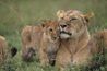 Une lionne se frotte les joues avec un de ses petits dans l'herbe sur une réserve.
