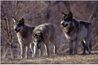 Bien qu'ils regardent menaçant dans un pack, les loups sont très stimulante avec les chiots.