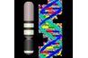 Chromosome Y-ADN