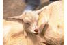 Troupeaux de chèvres peuvent doubler de taille en moins d'un an.