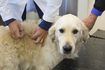 Un chien recevant une vaccination d'un vétérinaire.