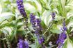Comment prendre soin de Salvia Violet