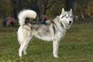 Contrairement à un loup's, the Siberian husky's ears are high and pointed.