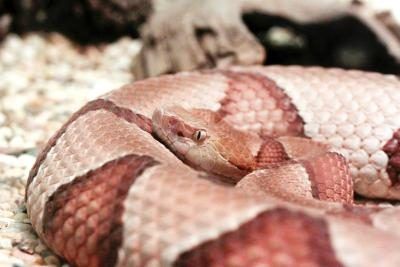 Serpents Copperhead se trouvent dans une variété d'environnements, y compris le désert.