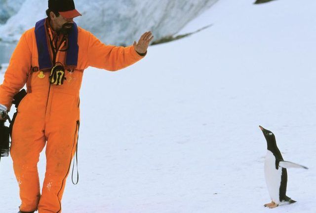 Chercheur dit bonjour à son ami de pingouin