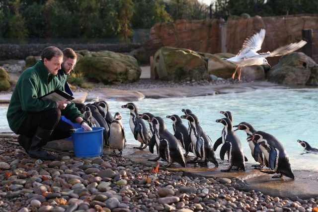 Zookeepers nourrissent pingouins au zoo de Londres