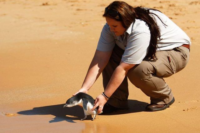 Infirmière Vetenrinary libère un petit pingouin adulte sauvé dans la nature près de Sydney, en Australie