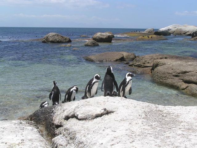 Pingouins Cape Point en Afrique du Sud