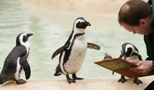 Zookeeper en prenant des notes dans l'enceinte pingouin