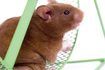 Literie de hamster peut enlever l'odeur de l'intérieur de gants de boxe.