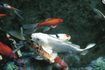 Koi proviennent au Japon tandis que les poissons rouges sont originaires de Chine continentale.
