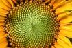 La série des nombres de Fibonacci et le nombre d'or sont dans ce tournesol.