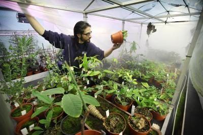 Un botaniste tropicale vérifie une usine dans l'unité de brumisation