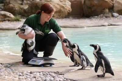 Un gardien de zoo pèse pingouins près d'un bassin