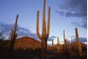Saguaro National Park présente des opportunités pour l'exploration.