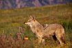 Les coyotes sont l'un de Pennsylvanie's most effective predators.