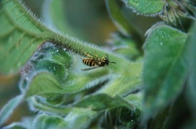 Wasps peut se cacher dans les endroits les plus improbables.