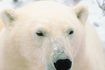 Zoo de Détroit's Arctic Ring of Life exhibit is home to polar bears.