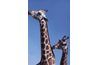 Battle Creek's Binder Park Zoo provides habitat for one of the country's largest giraffe herds.