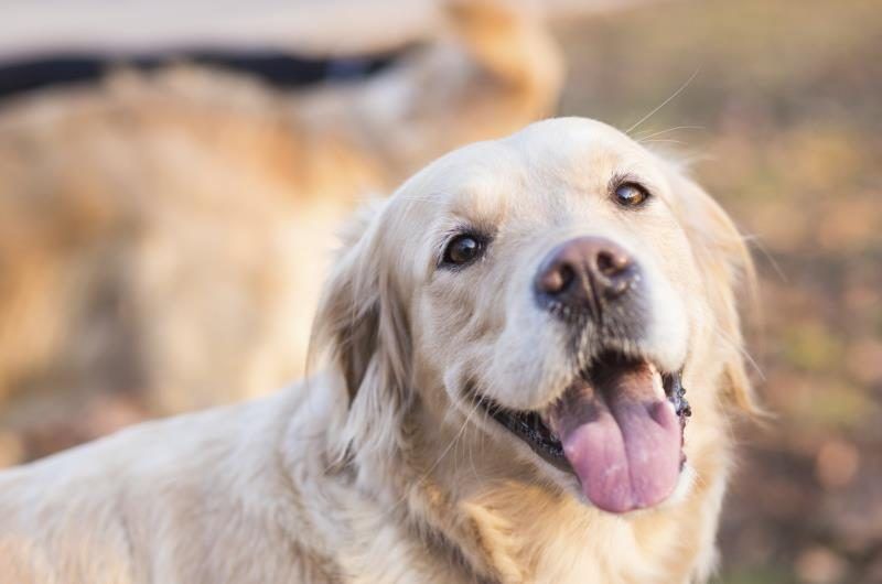 Close-up de sourire Labrador Retriever.