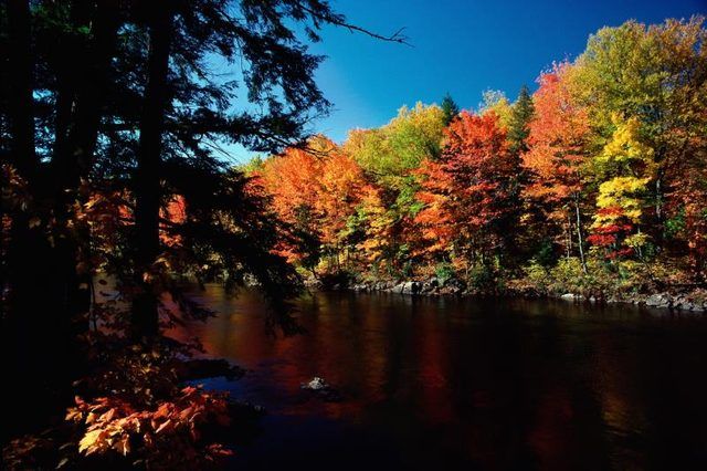 Arbres autour d'un lac avec des couleurs de l'automne