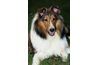 Malgré le surnom féminin, Lassie a été joué par plusieurs colleys à poil dur masculins.