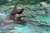 Les dauphins sont des social par nature, comme les humains. Crédit Image: C. Spencer van Gulick / sxc.hu