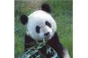 Un panda géant's face cannot display facial expressions