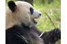 Les pandas géants font une variété de sons