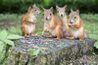 Écureuils mâles se rassemblent au sein de la femelle's territory when she is approaching estrus.