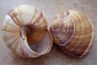 Les coquilles d'escargot montrent un motif en spirale de la croissance