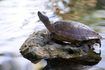 Les tortues aquatiques ont besoin pour se prélasser sur les rochers dans un aquarium.