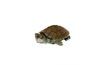 Les petites tortues ou les nouveau-nés préfèrent filtres avec le débit d'eau non turbulent.