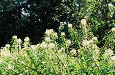 Scotts recommande d'appliquer à une pelouse mouillée, lorsque les mauvaises herbes sont en croissance.