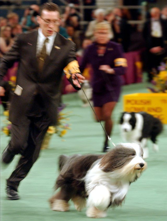 Bearded Collie sont grandes et aimable.