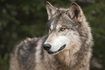 Le loup gris peut être trouvé sur la plupart de l'hémisphère nord.
