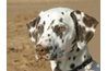 Le dalmatien's coat was selectively bred for centuries.
